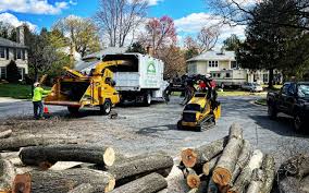 Best Stump Grinding and Removal  in Lakeland, MN